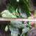 菠菜