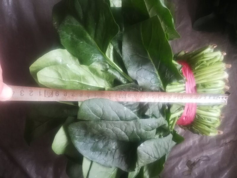 菠菜