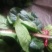 菠菜