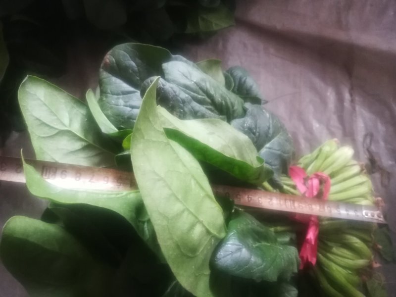 菠菜
