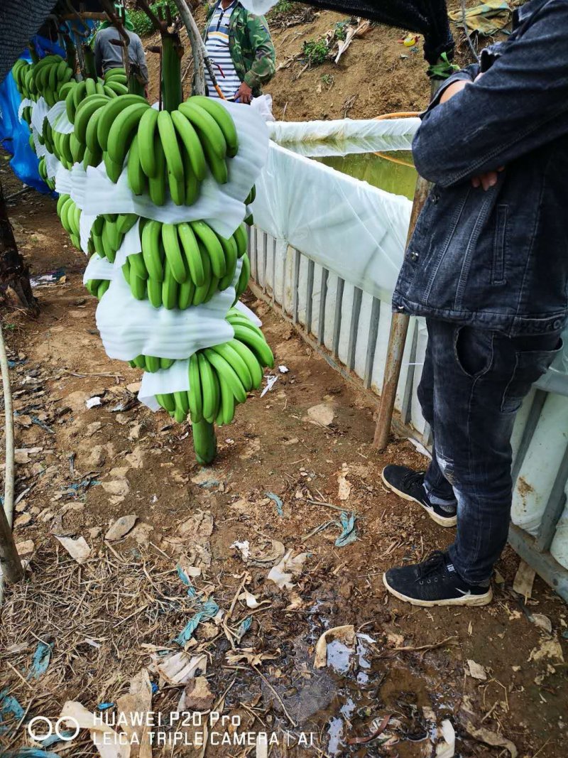 河口山地蕉