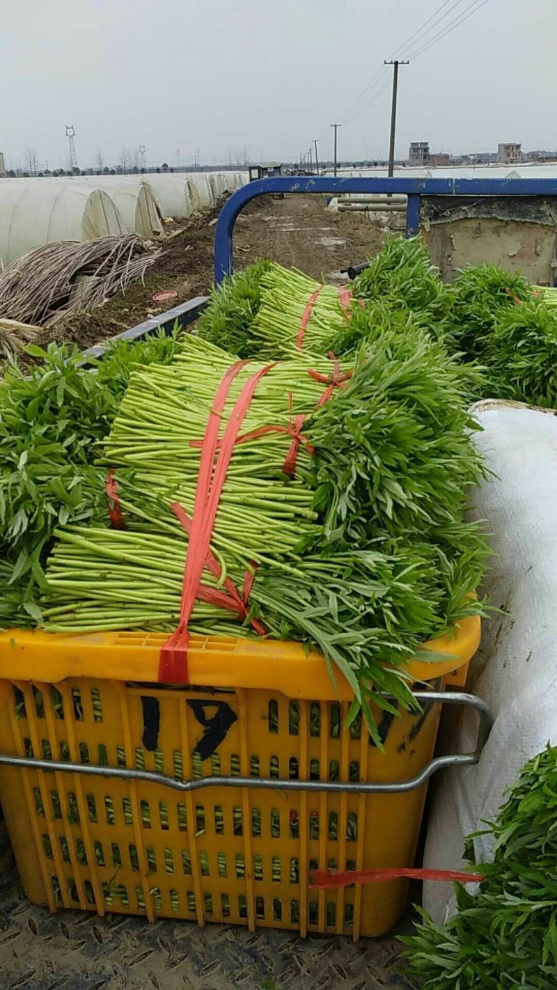 精品芦蒿