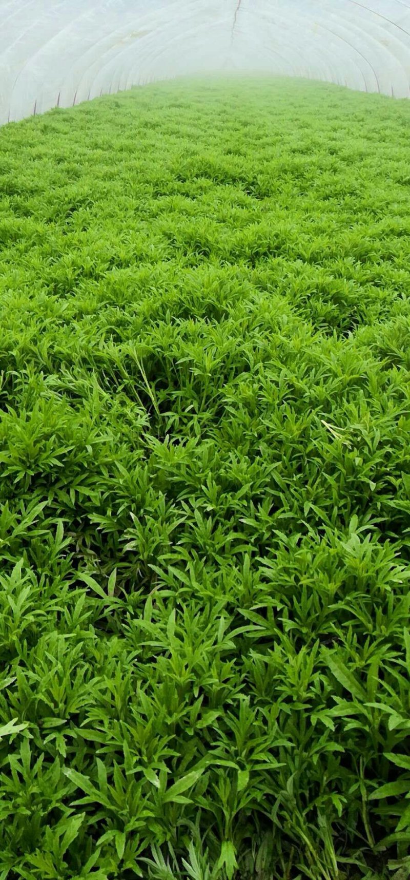 精品芦蒿