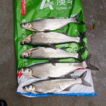 翘嘴鱼1.6---2.5斤