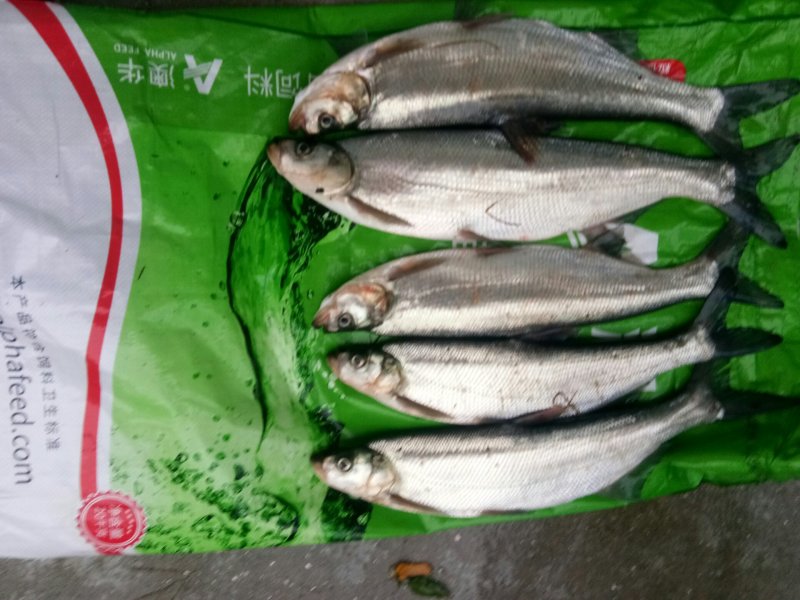 翘嘴鱼1.6----2.5斤18973083200