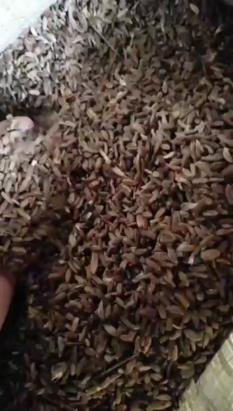 改良白术种子，一手货源，量大从优
