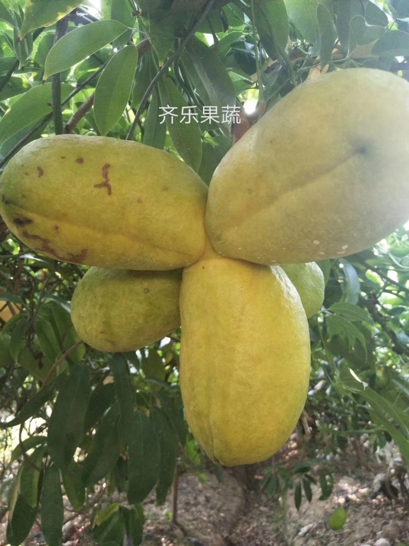 九月黄大苗挂果快成活率高的九月瓜种苗