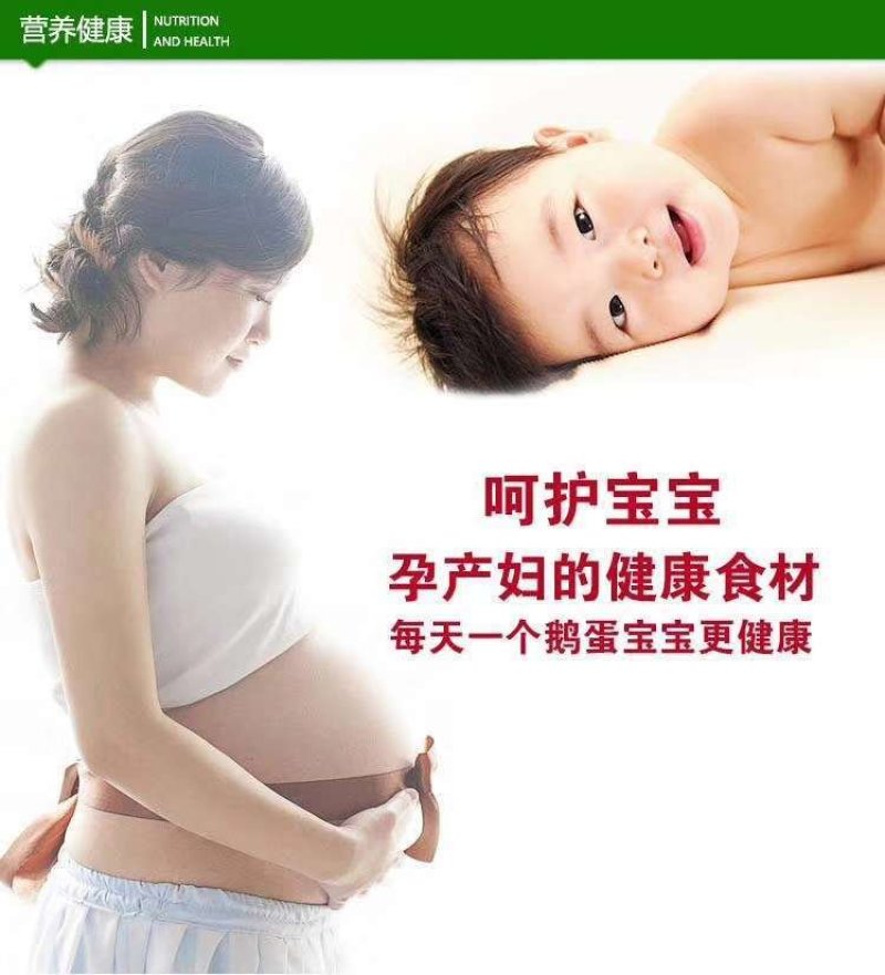 新鲜鹅蛋一件代发