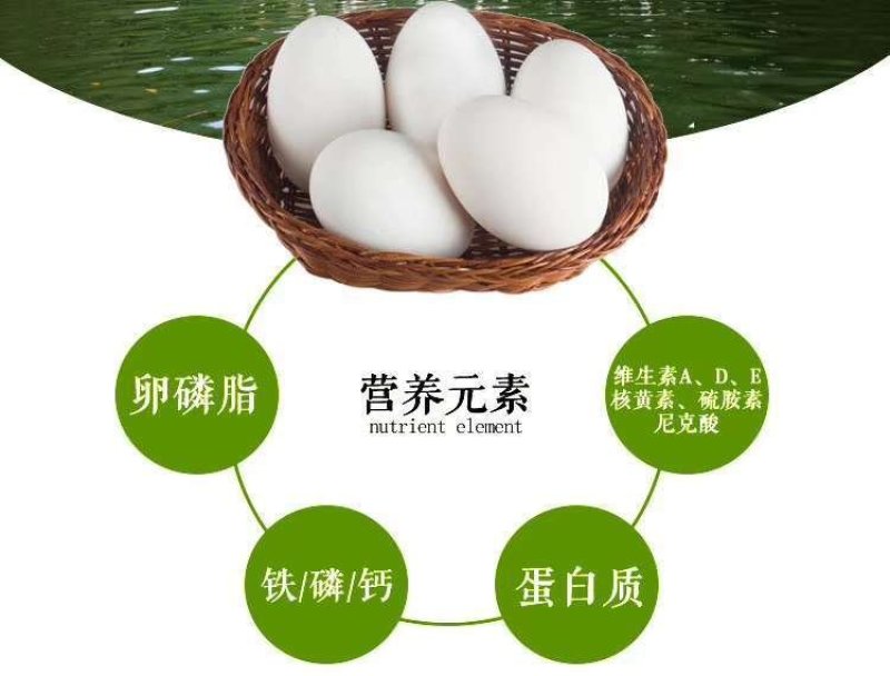 新鲜鹅蛋一件代发