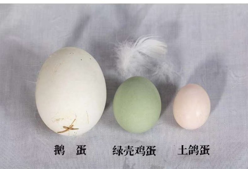 新鲜鹅蛋一件代发