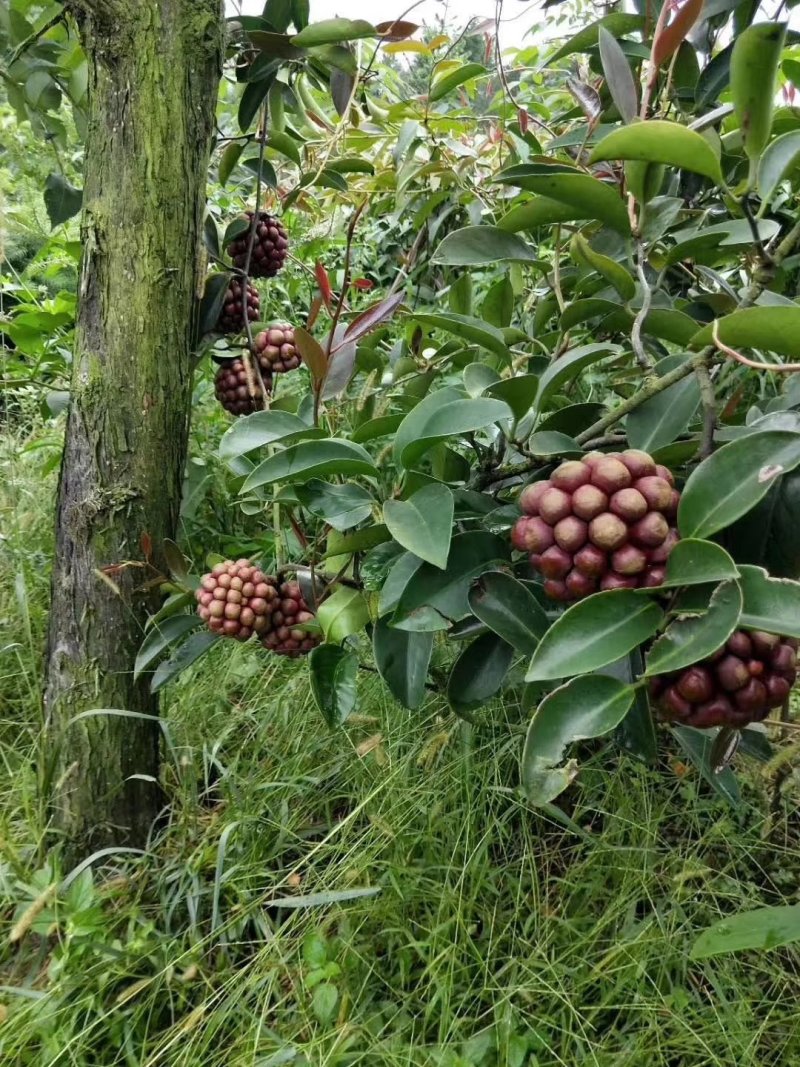 快递包邮黑老虎布福娜鲜果江西湖南基地现摘