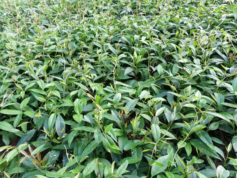 快递包邮黑老虎布福娜鲜果江西湖南基地现摘