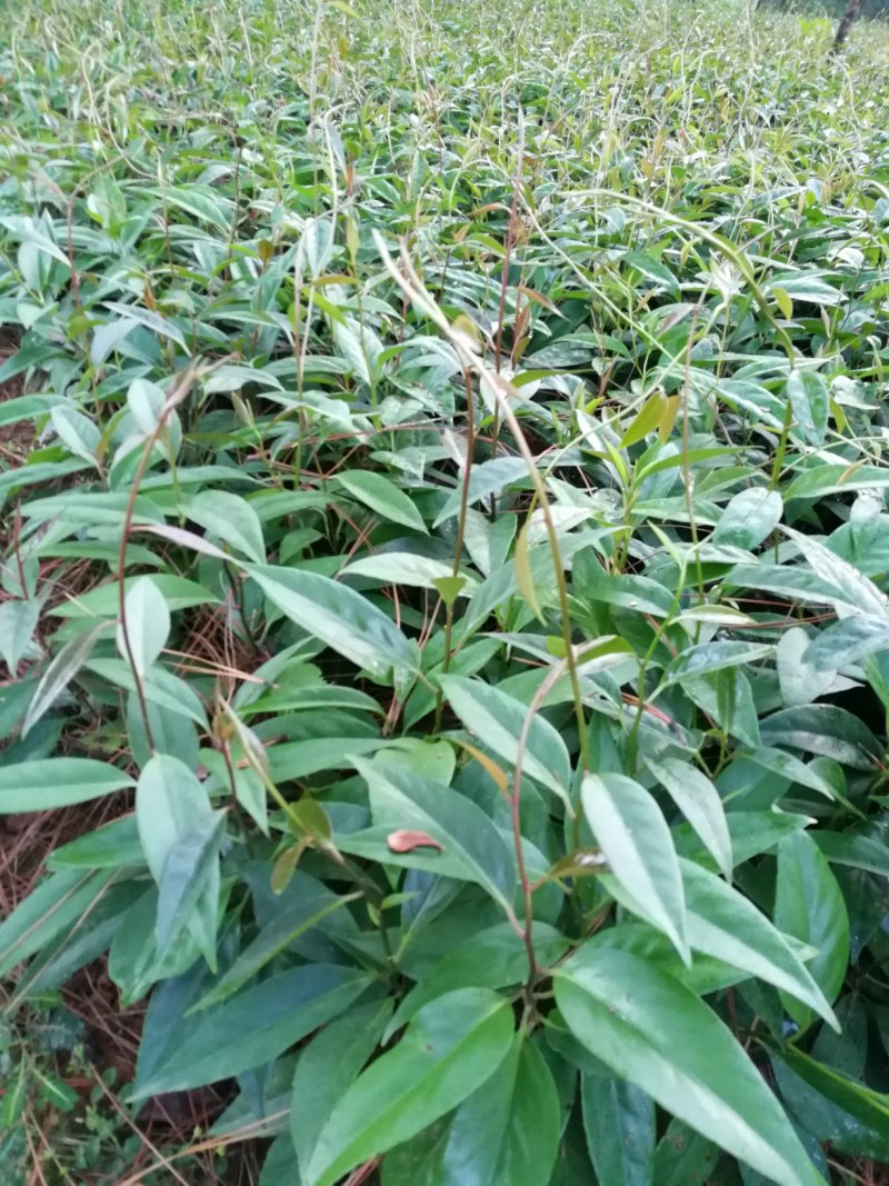 快递包邮黑老虎布福娜鲜果江西湖南基地现摘