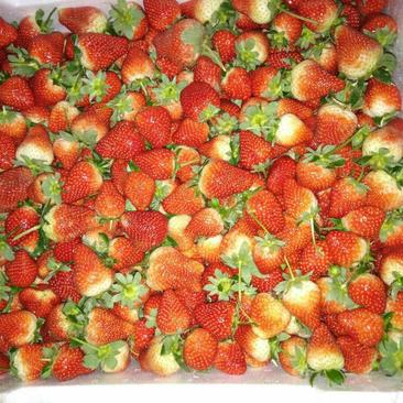 奶油草莓，法兰地草莓🍓，红颜草莓，