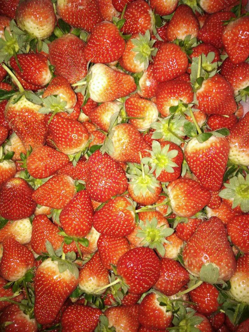 奶油草莓，法兰地草莓🍓，红颜草莓，