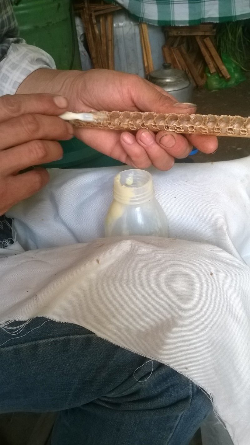 蜂王浆