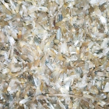 白术种子