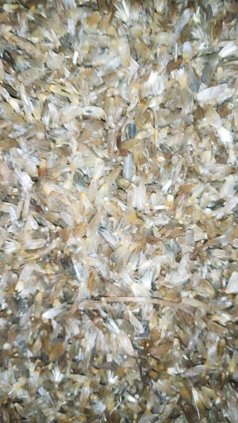 白术种子