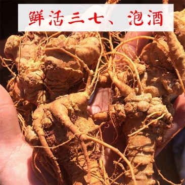 四年三七新鲜活泡酒三七一斤包邮