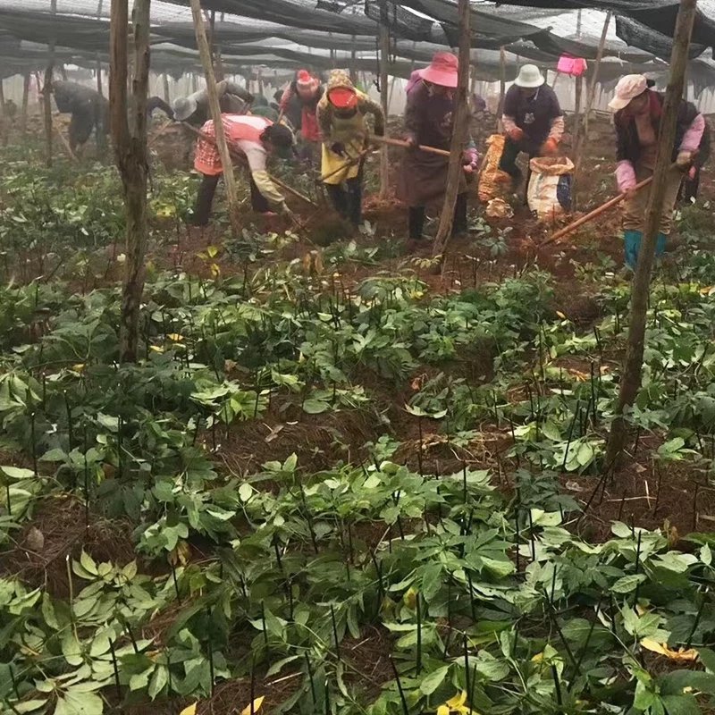 四年三七新鲜活泡酒三七一斤包邮