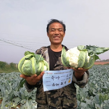 【精】郑研奇帅菜花种子，实菜花种子，抗病好