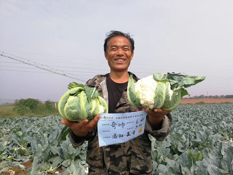 【精】郑研奇帅菜花种子，实菜花种子，抗病好