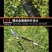树枝剪