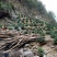 黄山太平猴魁95元/罐/250克