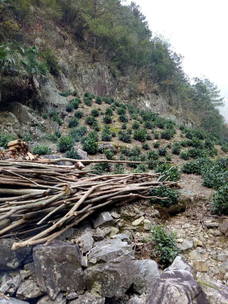 黄山太平猴魁95元/罐/250克