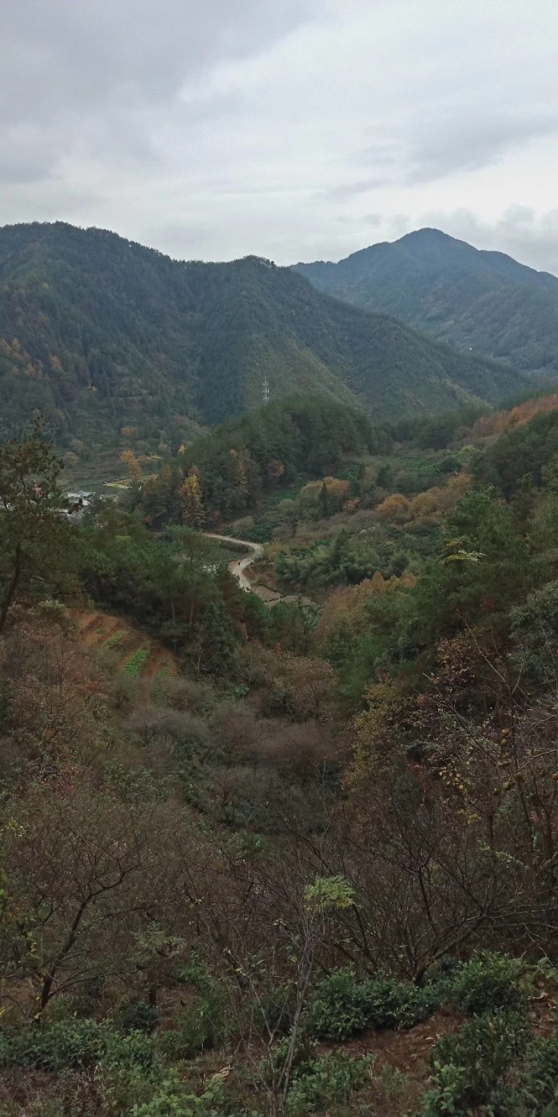 黄山太平猴魁95元/罐/250克