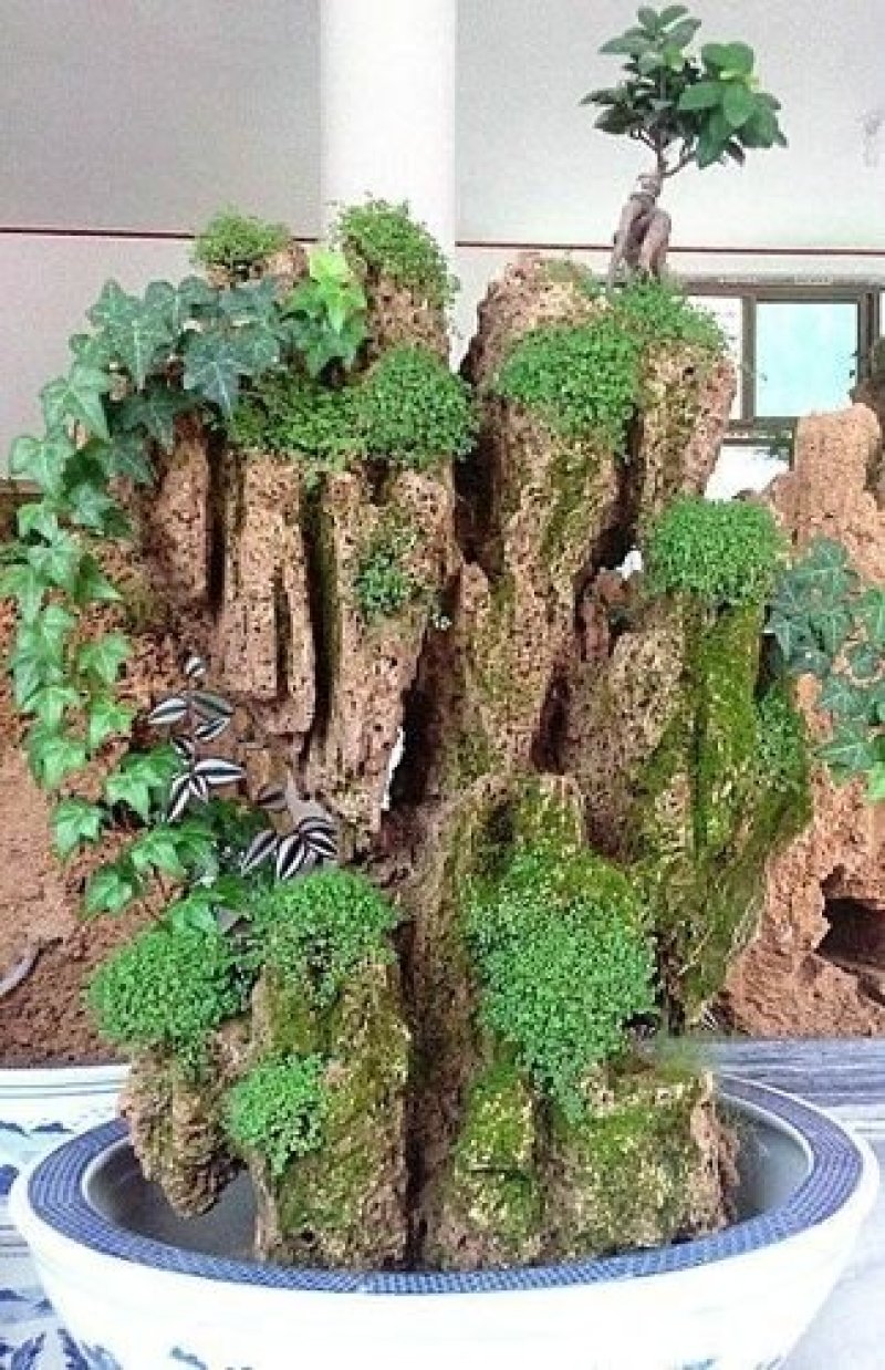 花卉盆景，兰花，假山吸水石