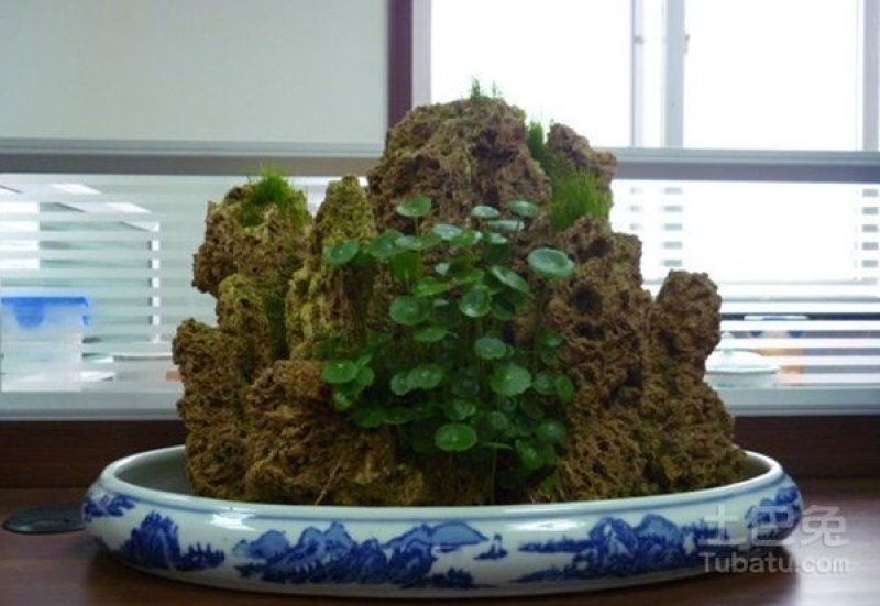 花卉盆景，兰花，假山吸水石
