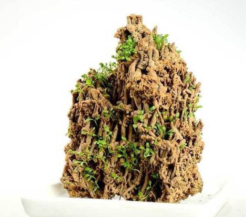 花卉盆景，兰花，假山吸水石