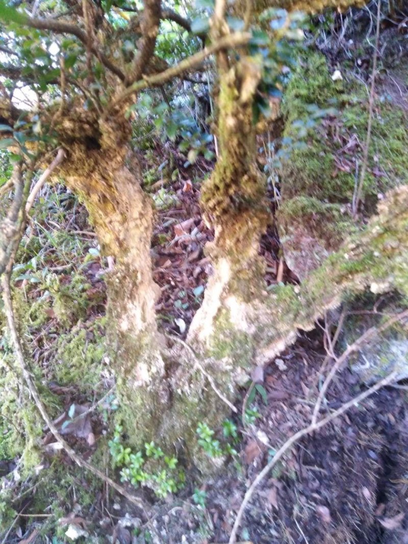 花卉盆景，兰花，假山吸水石