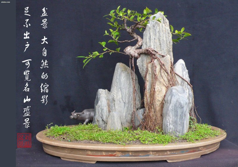 花卉盆景，兰花，假山吸水石