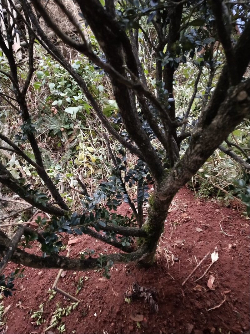 花卉盆景，兰花，假山吸水石
