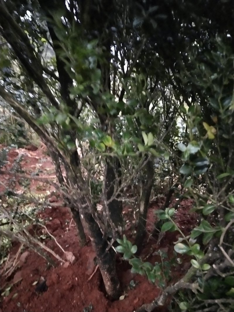 花卉盆景，兰花，假山吸水石