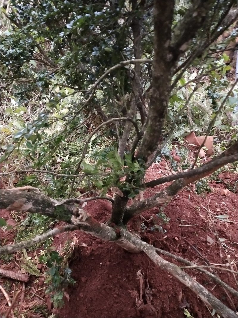 花卉盆景，兰花，假山吸水石