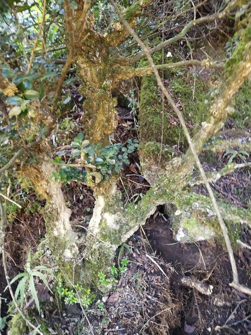 花卉盆景，兰花，假山吸水石