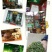 黄山祁门红茶65元/罐/250克
