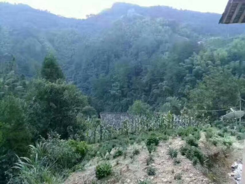 黄山祁门红茶65元/罐/250克