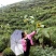 黄山祁门红茶65元/罐/250克