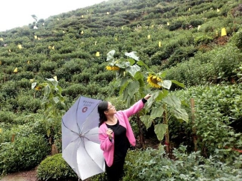 黄山祁门红茶65元/罐/250克