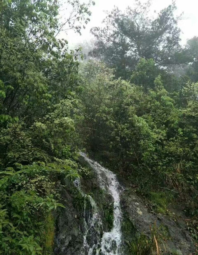 黄山祁门红茶65元/罐/250克