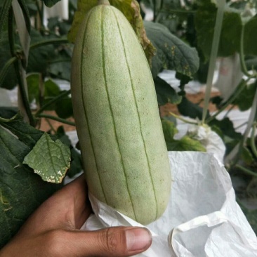 高石脆瓜种植历史悠久，距今已有600多年。据史料记载，清