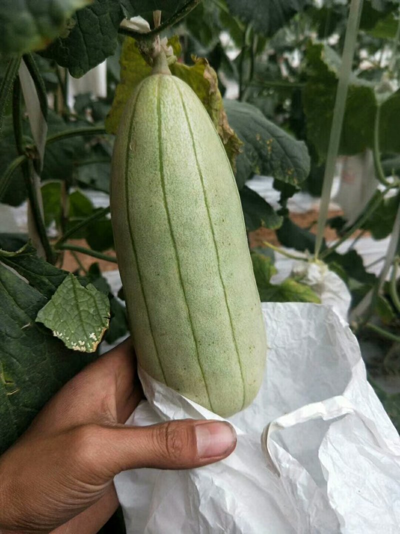 高石脆瓜种植历史悠久，距今已有600多年。据史料记载，清