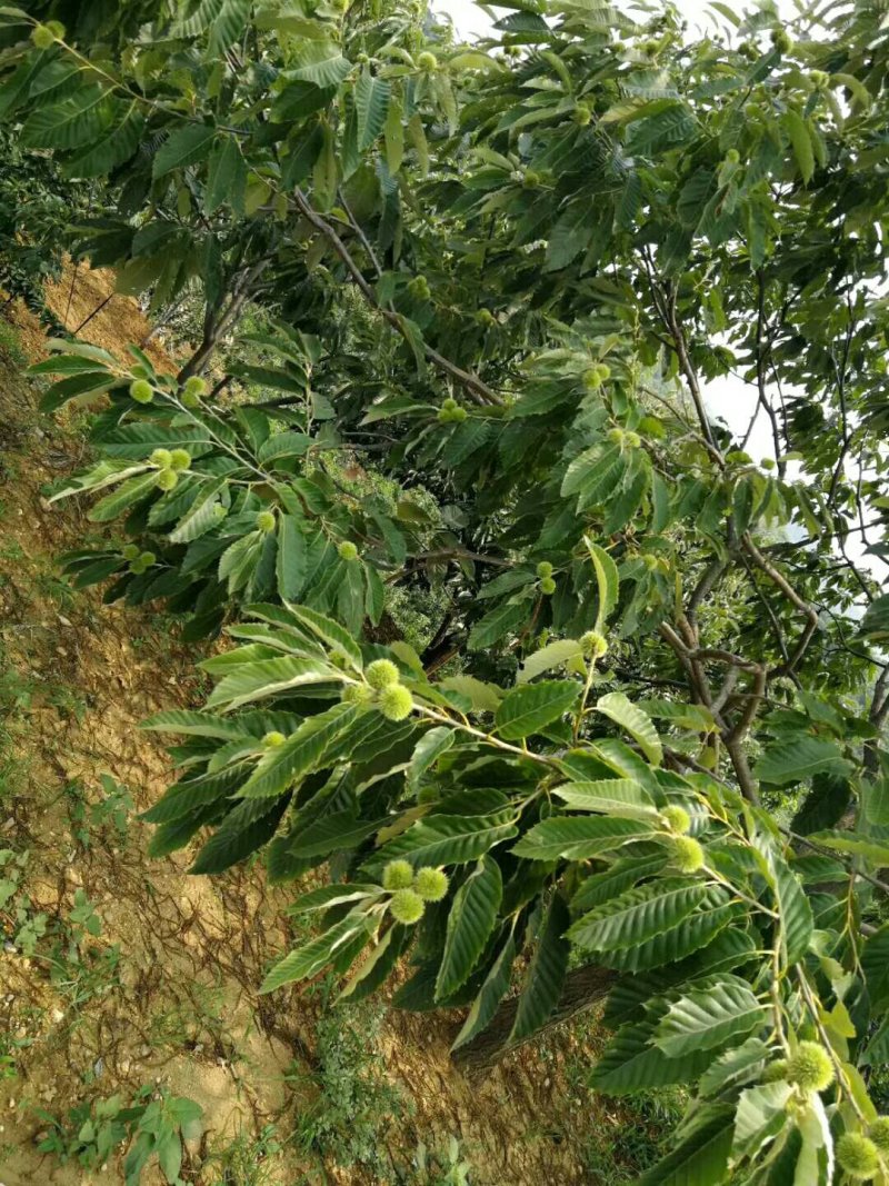 出售板栗苗，嫁接板栗苗，大红袍板栗苗