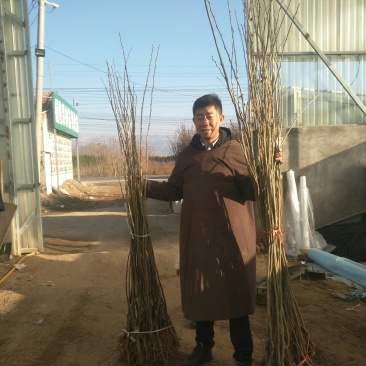 出售板栗苗，嫁接板栗苗，大红袍板栗苗