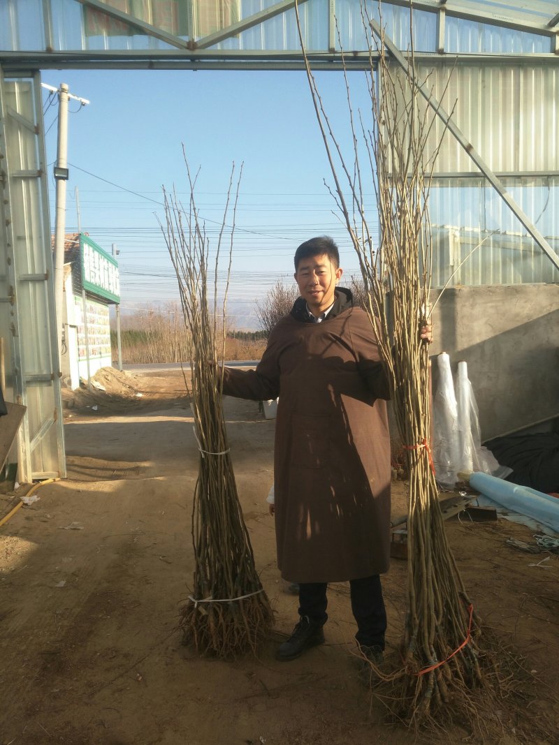 出售板栗苗，嫁接板栗苗，大红袍板栗苗