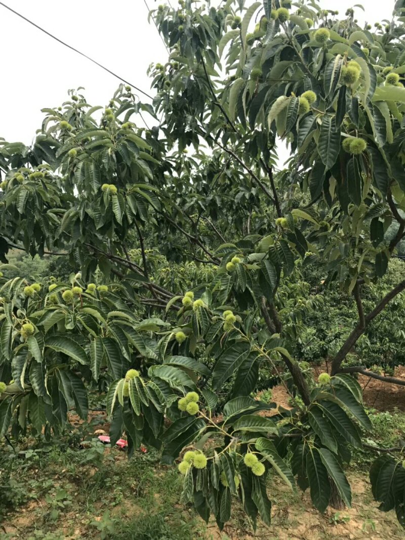 出售板栗苗，嫁接板栗苗，大红袍板栗苗